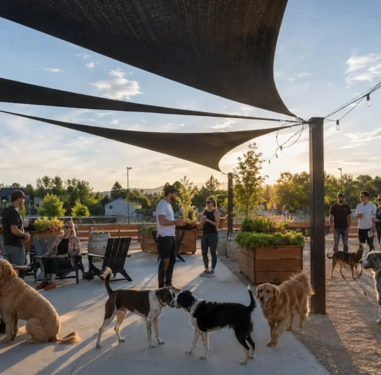 People and dogs on a shaded patio at sunset